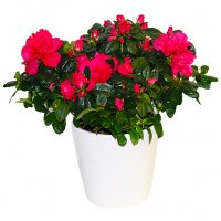 Röd/cerice azalea i vit kruka - Jul blommor - Skicka blommor och presenter i %city%